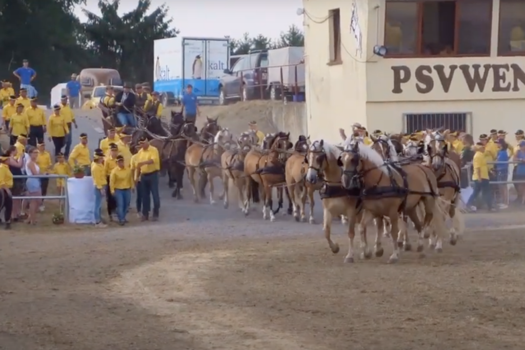 Wenigenaumaer Ponyshow