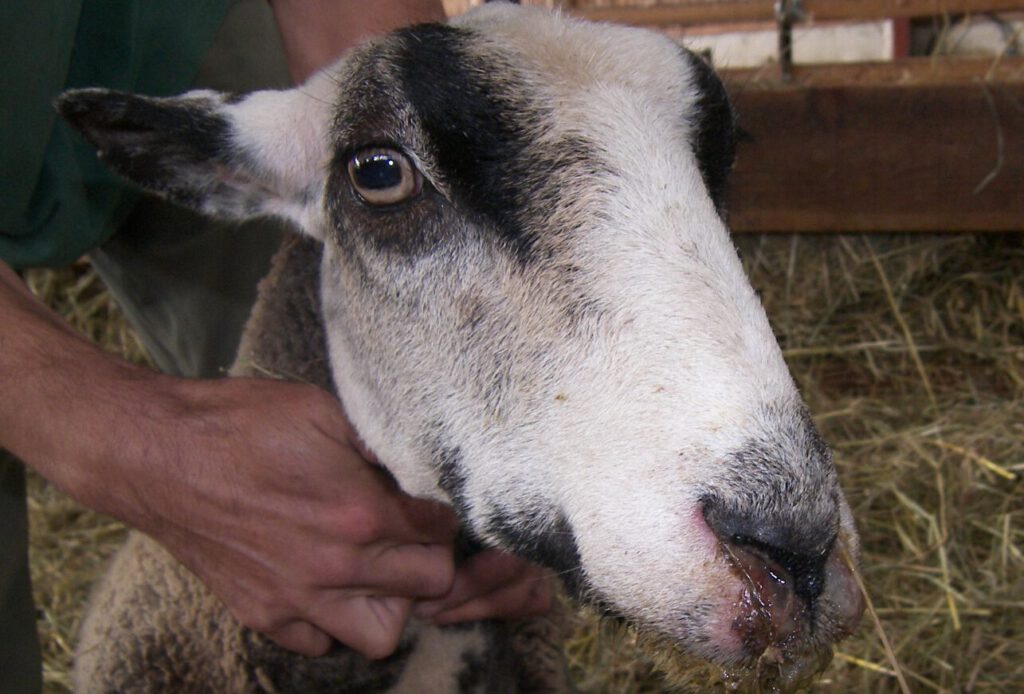 Blauzungenkrankheit Schaf