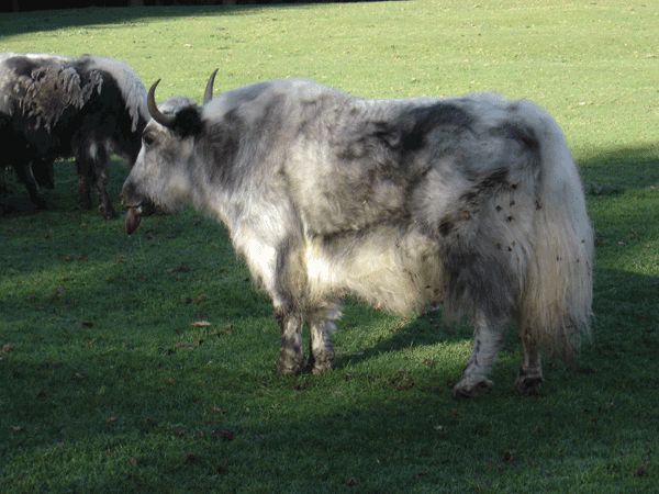 Blauzungenkrankheit beim Yak