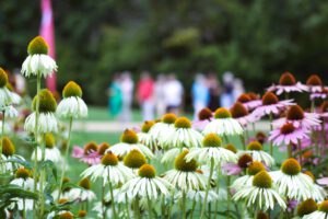 Musikalischer Parkspaziergang Plauen 2024