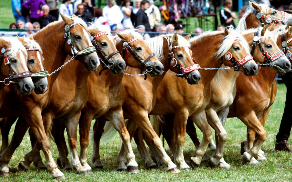 Nachrichten Vogtland