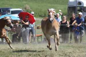 Pferdeschau Großfriesen 2024