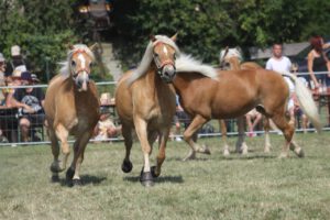 Pferdeschau Großfriesen 2024