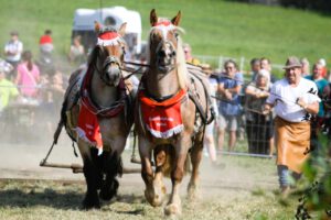 Pferdeschau Großfriesen 2024