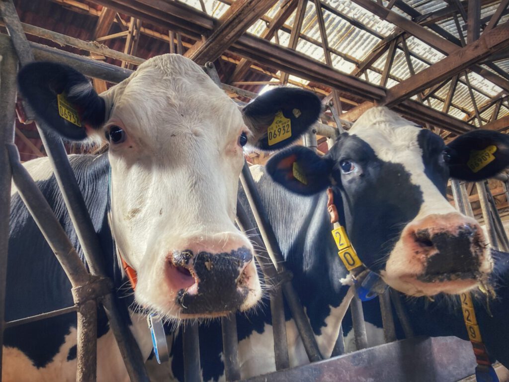 Nachrichten Vogtland