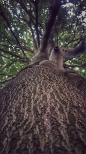 Weissbachscher Garten Plauen