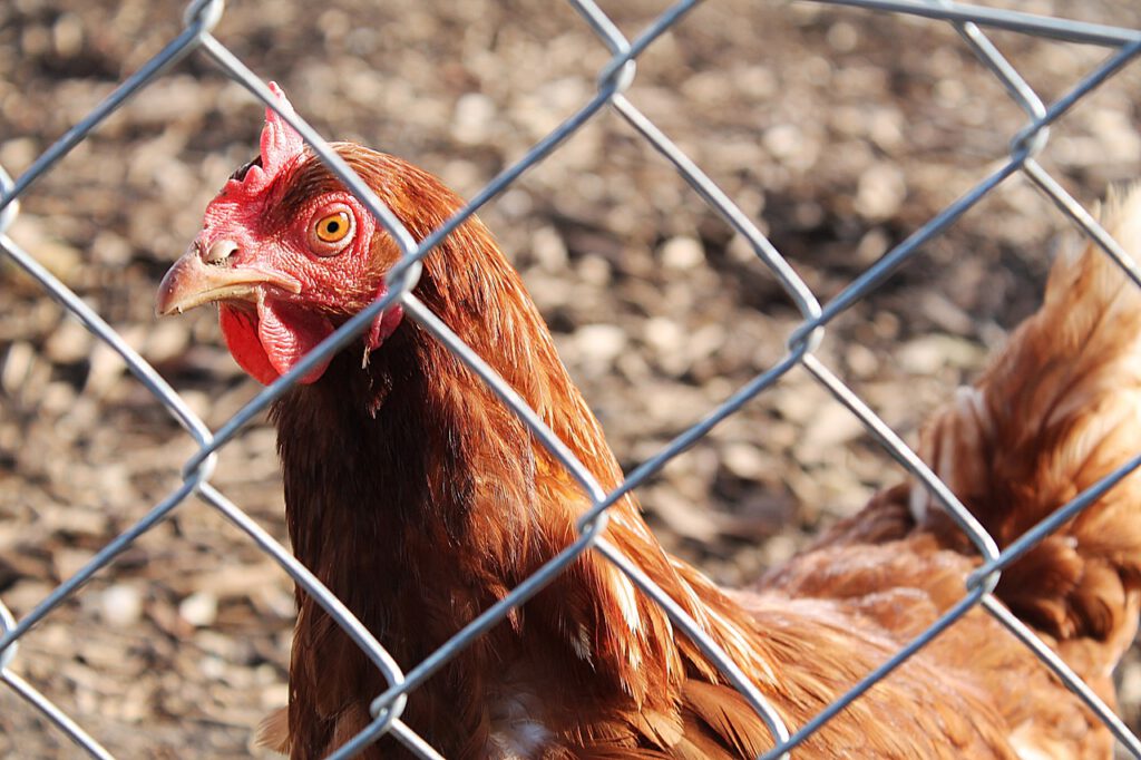 Geflügelpest Vogtlandkreis