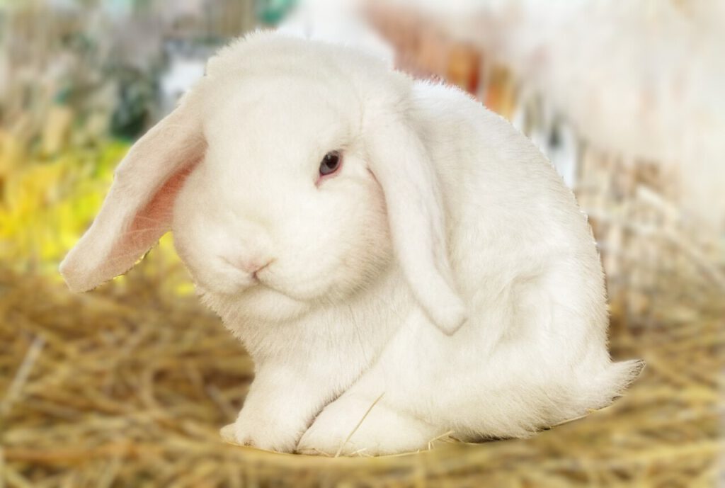 Kleintierschau Weischlitz