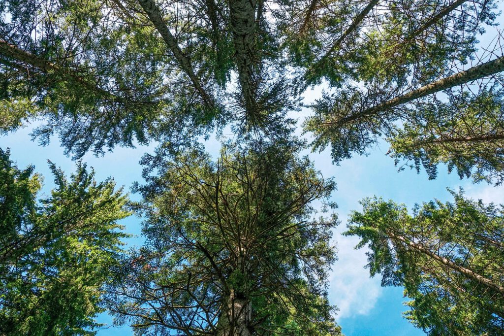 Nachrichten Vogtland