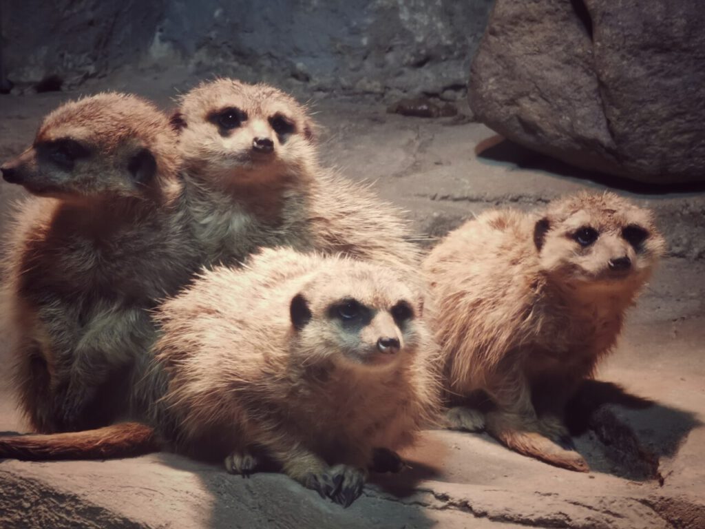 Nachrichten Vogtland