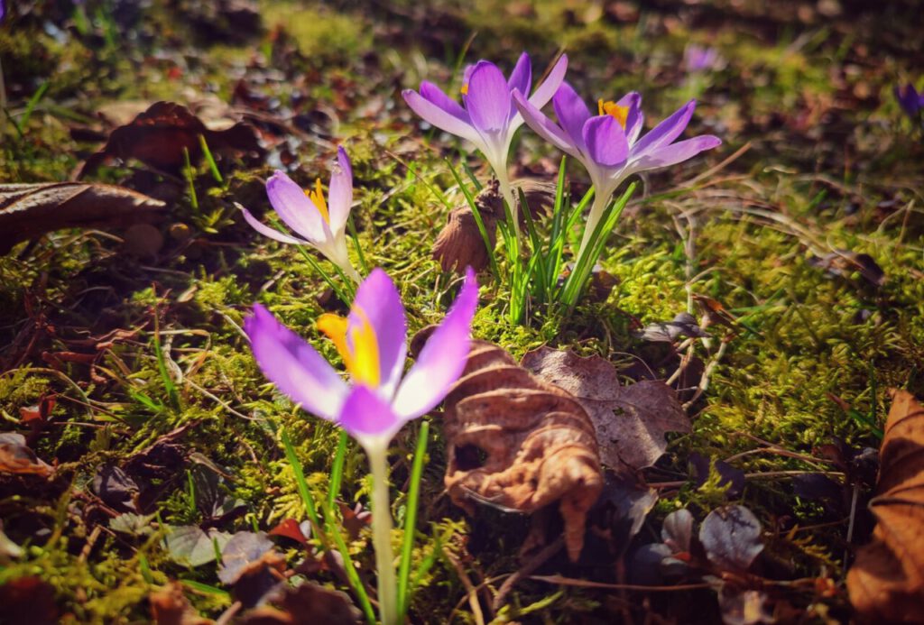 Nachrichten Vogtland