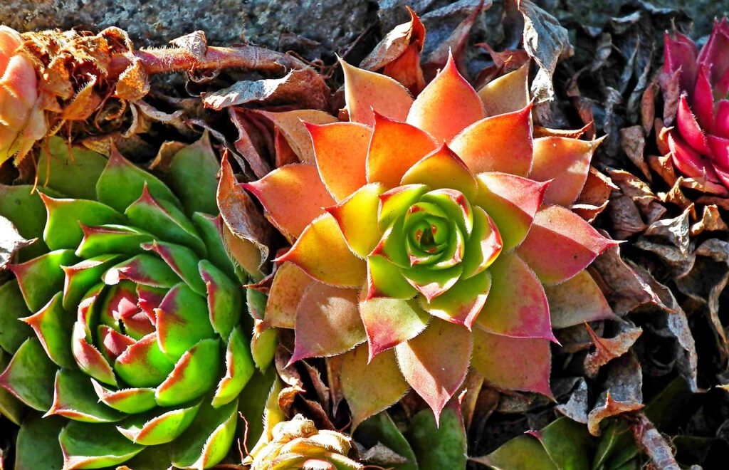 Nachrichten Vogtland