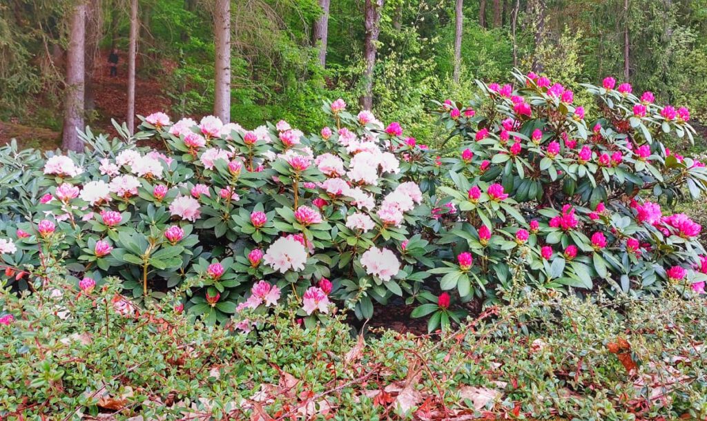 Knigliche Bltenpracht beim Rhododendronfest in Bad Elster zieht viele  Menschen an - Vogtlandstreicher