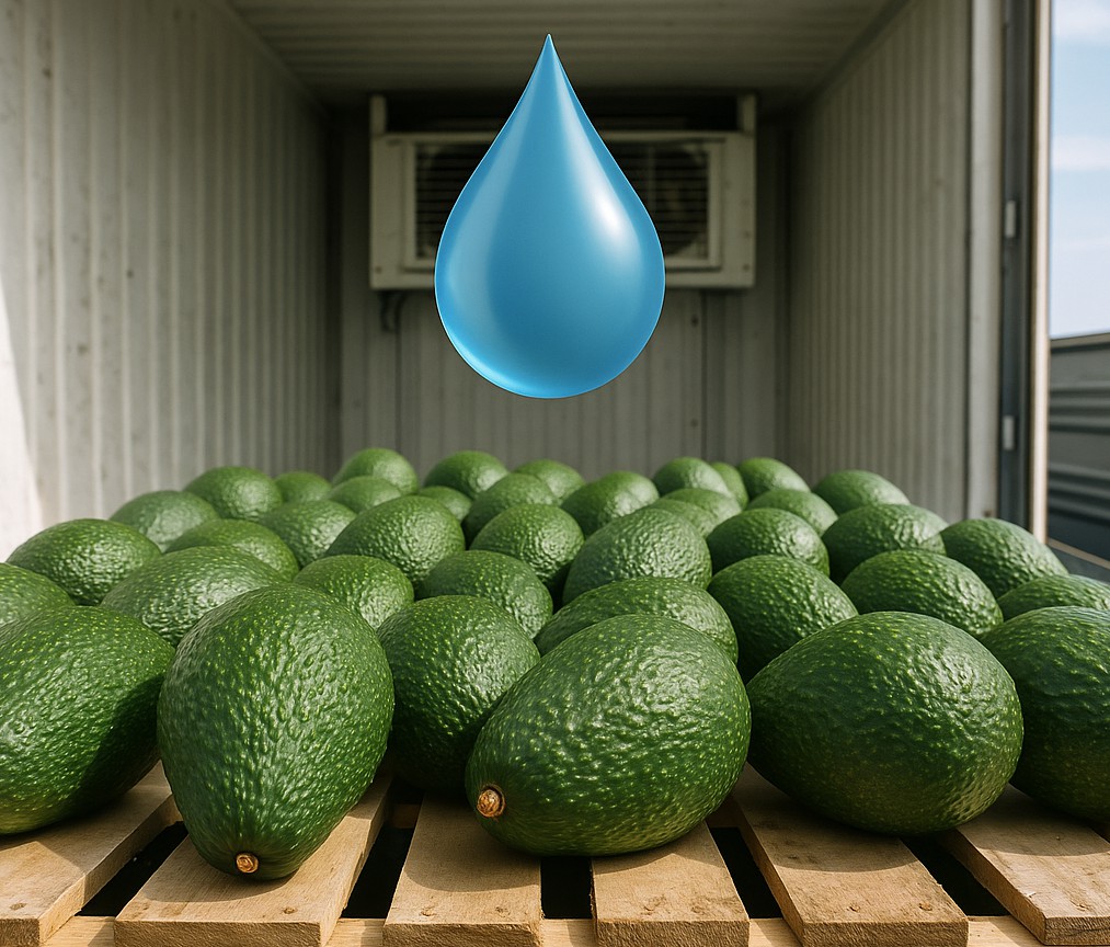 Avocados