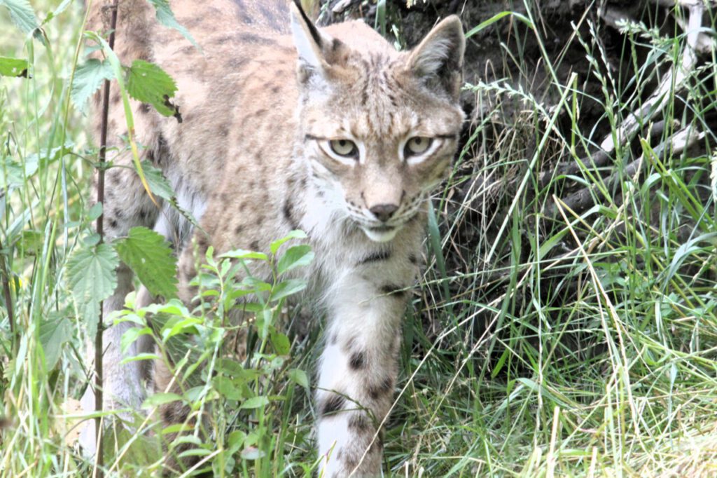Nachrichten Vogtland