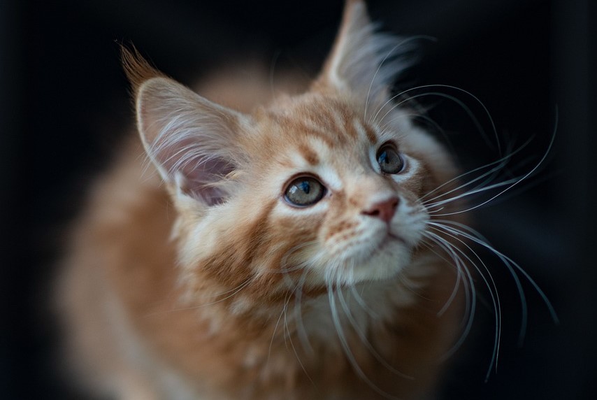 Nachrichten Vogtland