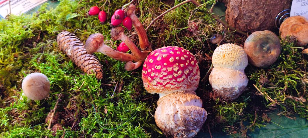 Nachrichten Vogtland