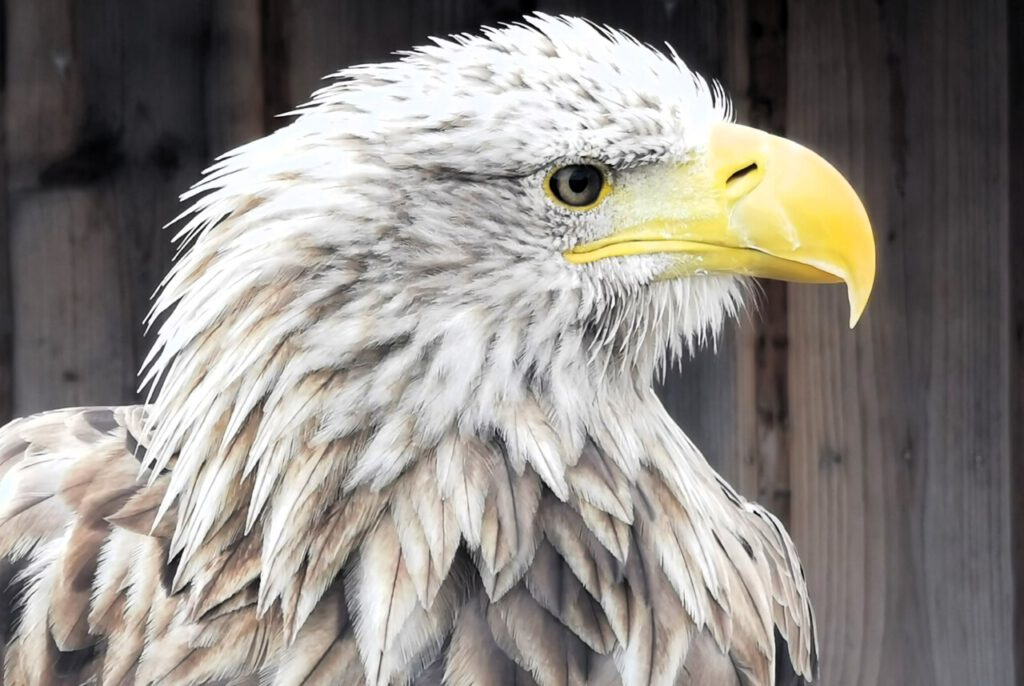 Nachrichten Vogtland