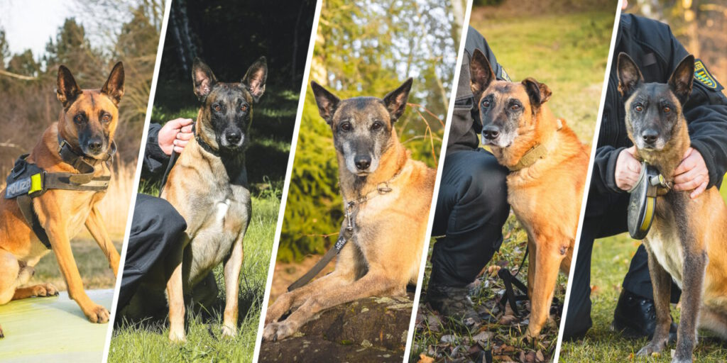 Nachrichten Vogtland