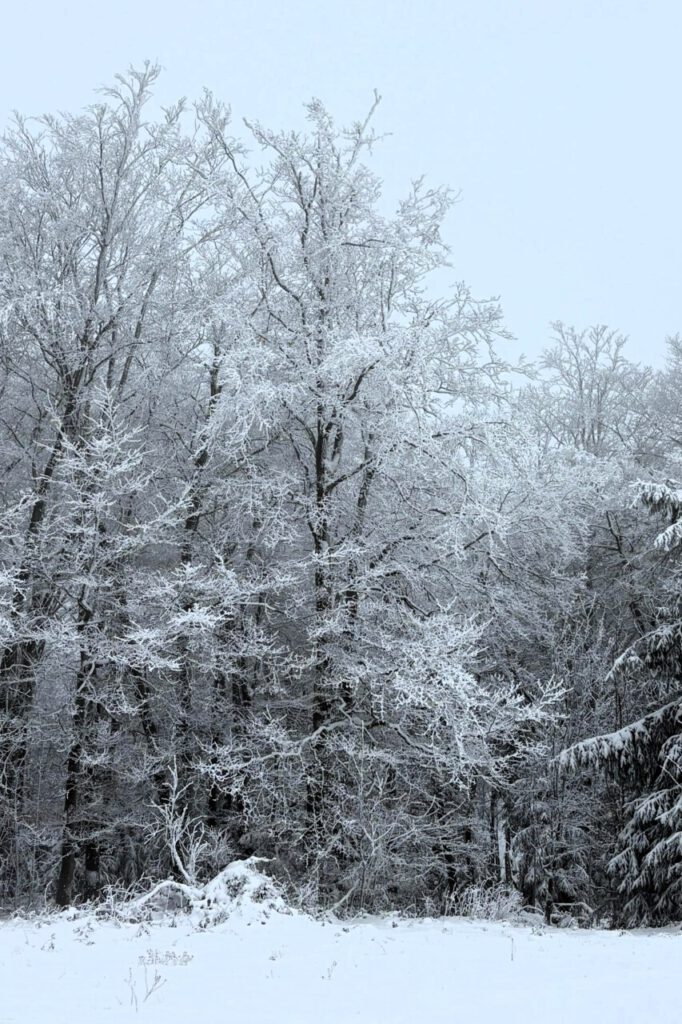 Nachrichten Vogtland