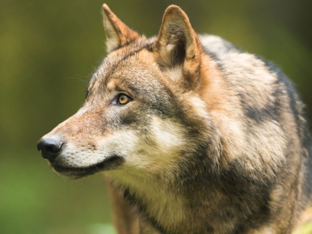 Nachrichten Vogtland