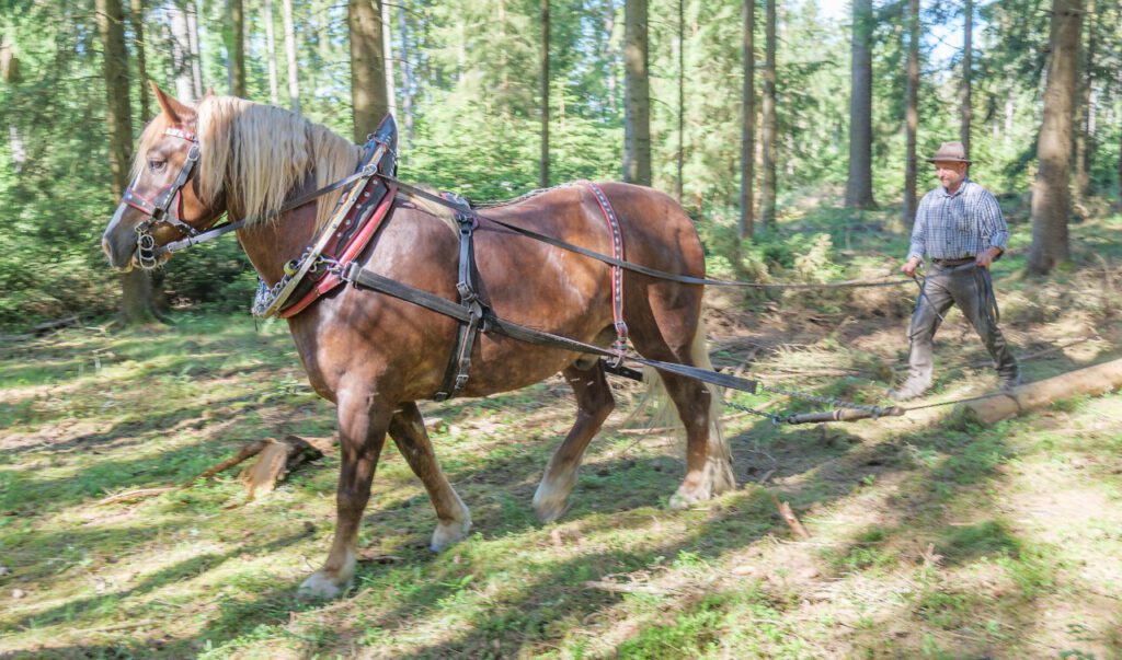 Vogtlandstreicher Nachrichten Vogtland